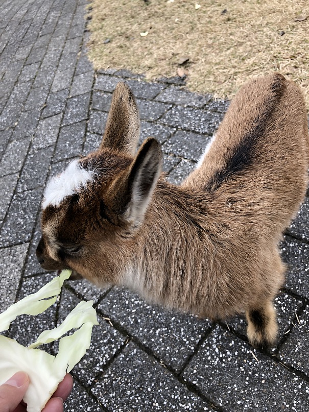 f:id:ikutanpapa:20200228015630j:plain f:id:ikutanpapa:20200228015630j:plain