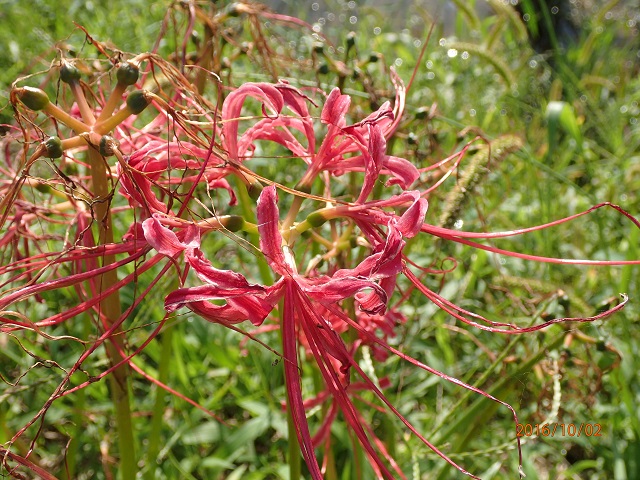 f:id:inakatano2:20161002221502j:plain f:id:inakatano2:20161002221502j:plain