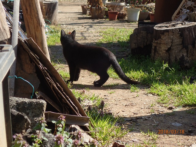 f:id:inakatano2:20180321215926j:plain f:id:inakatano2:20180321215926j:plain