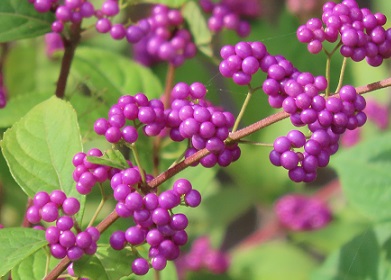 f:id:kanamankun:20200929143704j:plain f:id:kanamankun:20200929143704j:plain