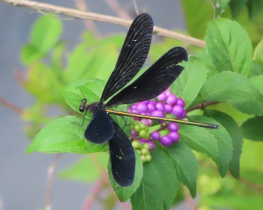 f:id:kanamankun:20200929143725j:plain f:id:kanamankun:20200929143725j:plain