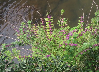 f:id:kanamankun:20200929143800j:plain f:id:kanamankun:20200929143800j:plain