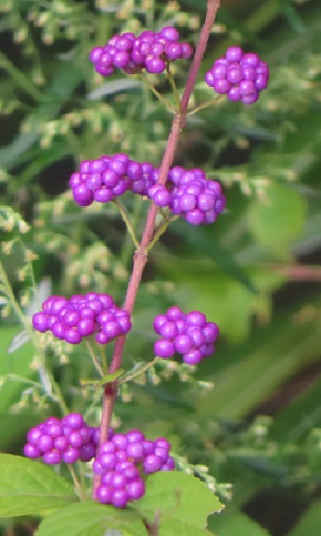 f:id:kanamankun:20200929143853j:plain f:id:kanamankun:20200929143853j:plain