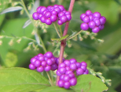 f:id:kanamankun:20200929143911j:plain f:id:kanamankun:20200929143911j:plain