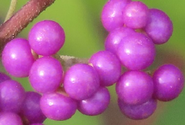 f:id:kanamankun:20200929143927j:plain f:id:kanamankun:20200929143927j:plain