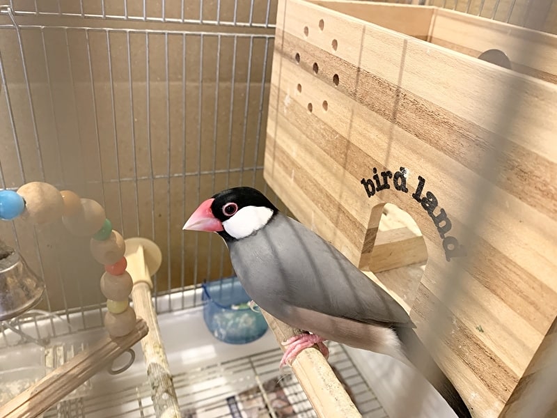 桜文鳥の桜ちゃん、逃げる!捕獲に成功したその方法とは