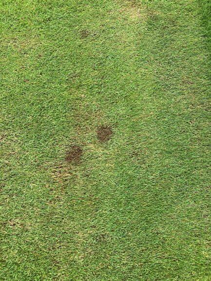 アリの巣芝刈り