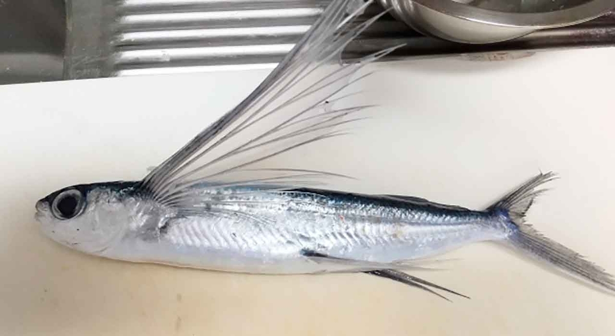 「旬の役魚 6月【トビウオ】」今が旬★ 美味しくて+栄養価が高くて+安くて=元気にしてくれる季節の魚介を紹介【適材適食】小園亜由美(管理栄養士・野菜ソムリエ上級プロ)糖尿病専門・甲状腺専門二田哲博クリニック勤務@福岡姪浜・福岡天神