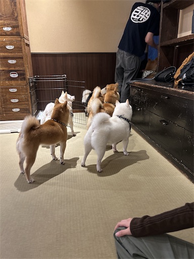 f:id:ksakmh:20250831094242j:image f:id:ksakmh:20250831094242j:image