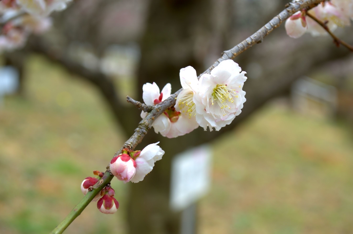 f:id:m00611108:20220319063130j:plain