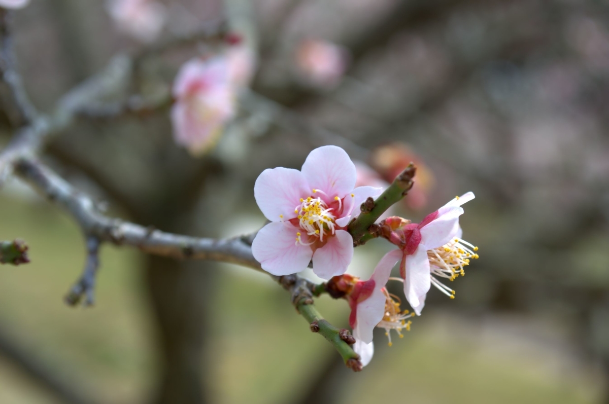 f:id:m00611108:20220319064646j:plain