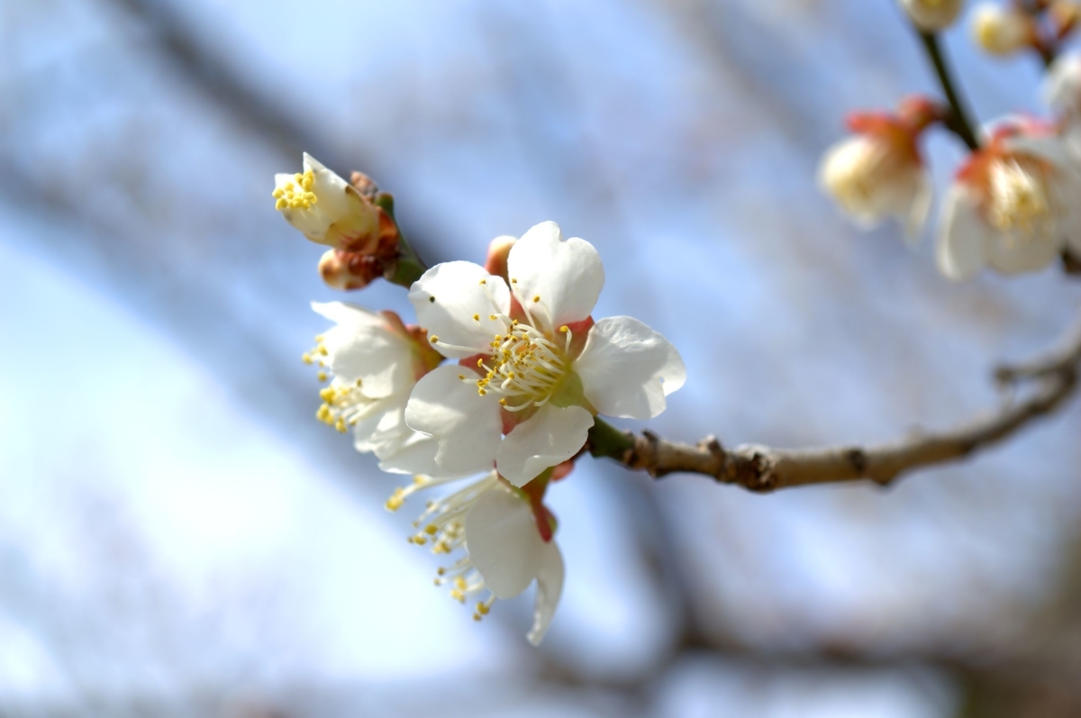 f:id:m00611108:20220319131353j:plain