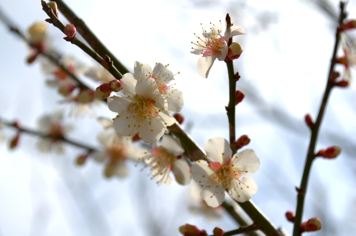 f:id:m00611108:20220319131752j:plain