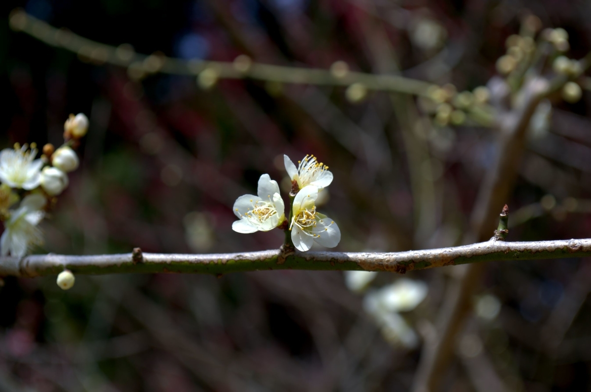 f:id:m00611108:20220319140401j:plain