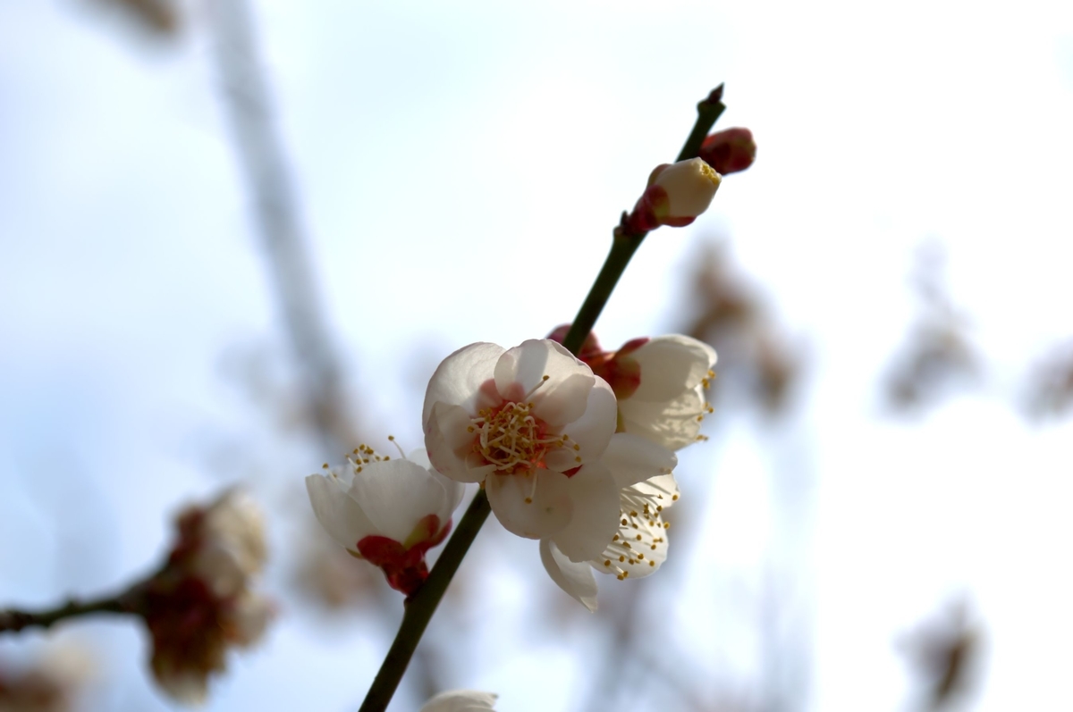 f:id:m00611108:20220319141534j:plain