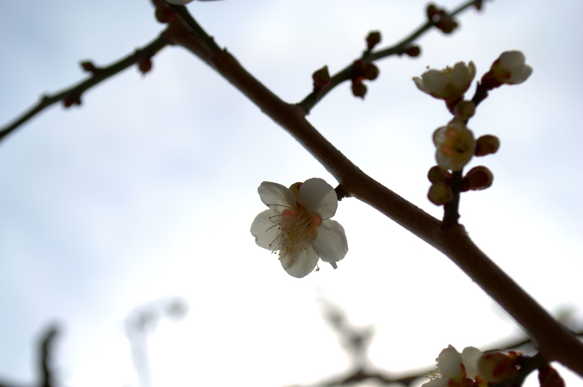 f:id:m00611108:20220319142106j:plain