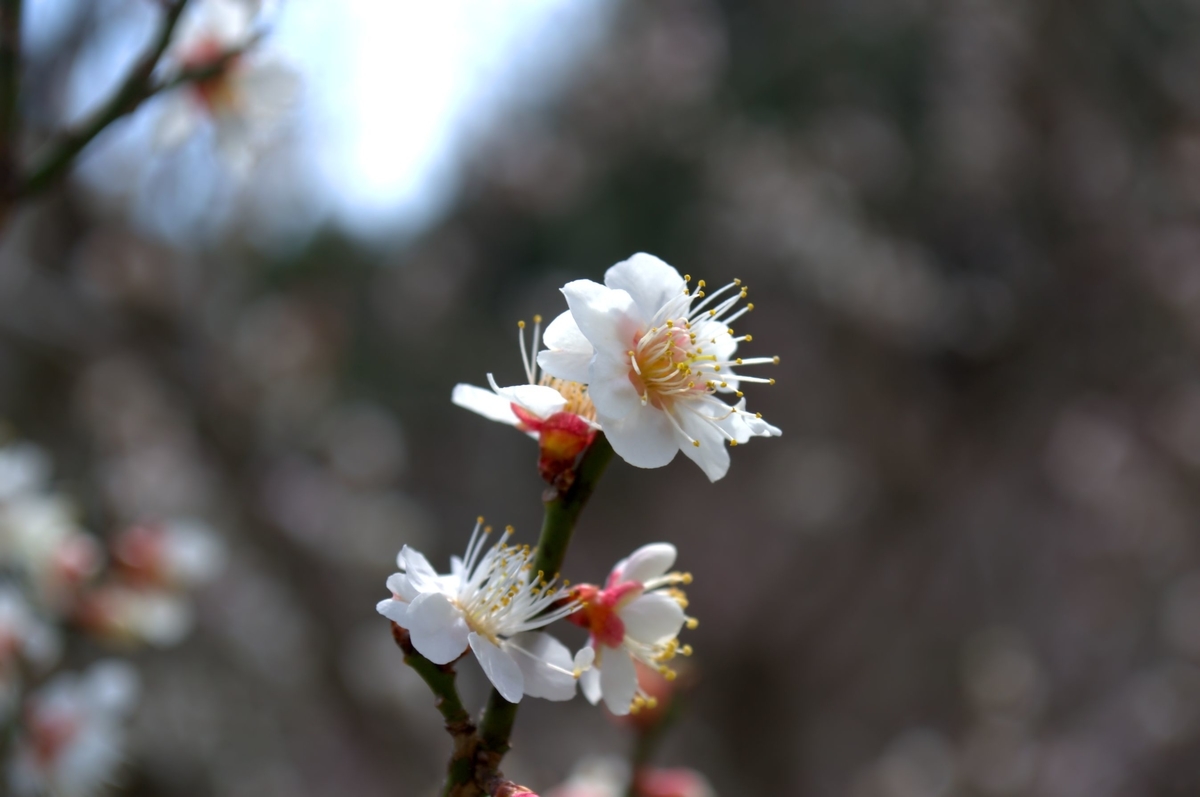 f:id:m00611108:20220319142247j:plain