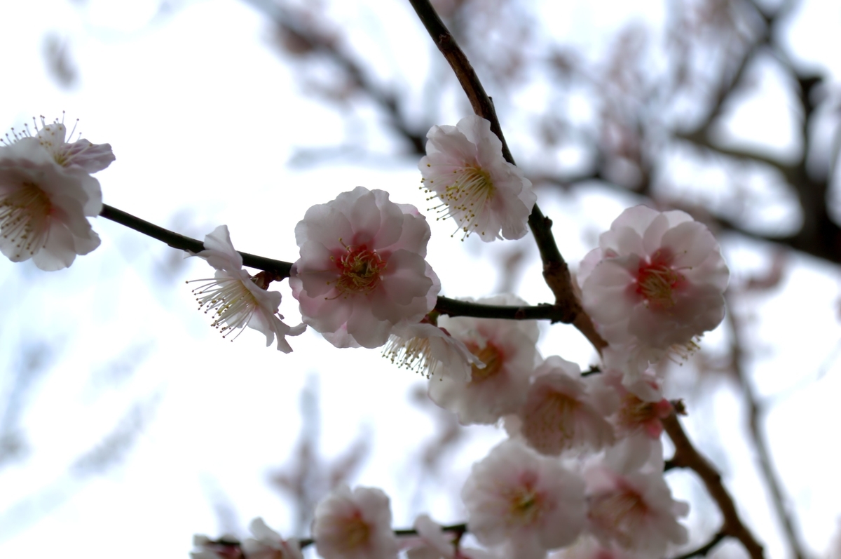 f:id:m00611108:20220319142733j:plain