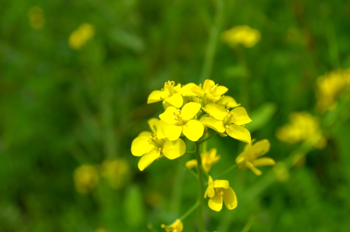 f:id:m00611108:20220403073035j:plain