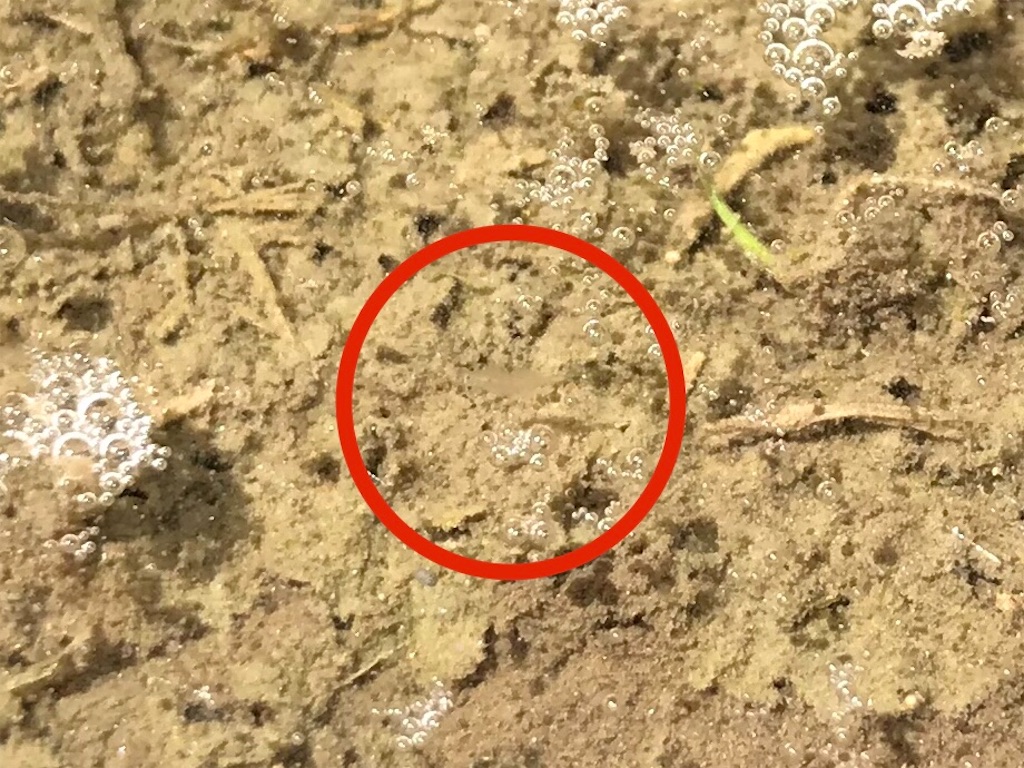 f:id:matundaba79:20200509145116j:image f:id:matundaba79:20200509145116j:image