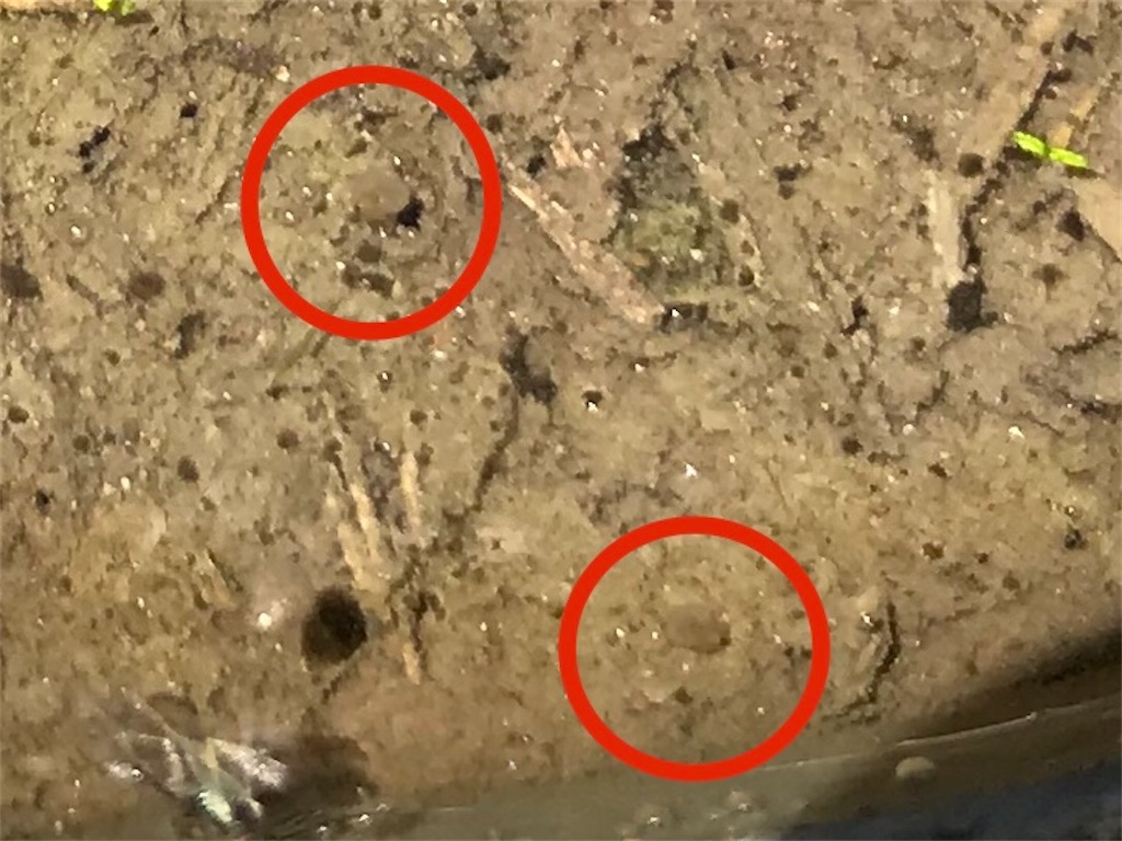 f:id:matundaba79:20200509145122j:image f:id:matundaba79:20200509145122j:image