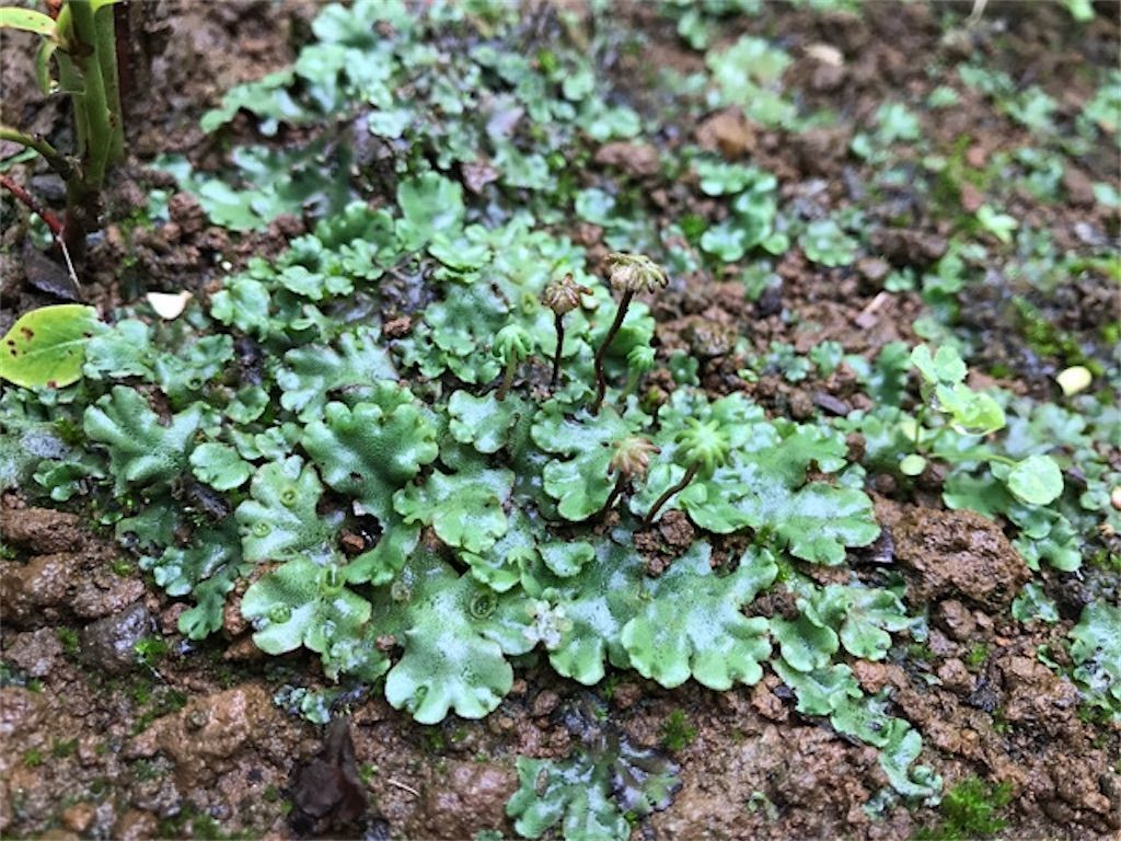 f:id:matundaba79:20200624174215j:image f:id:matundaba79:20200624174215j:image