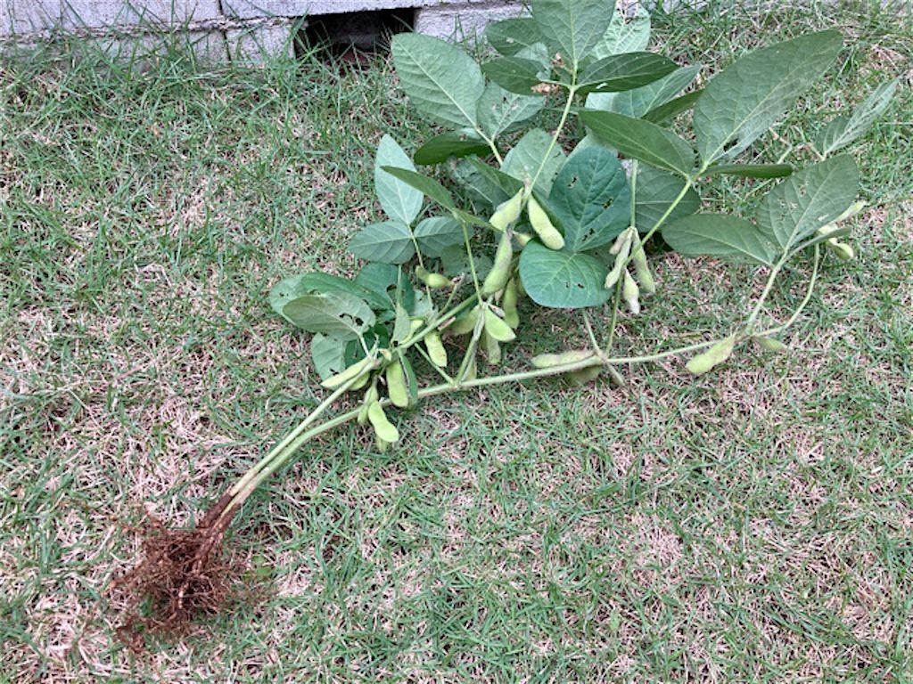 f:id:matundaba79:20210825234713j:image f:id:matundaba79:20210825234713j:image