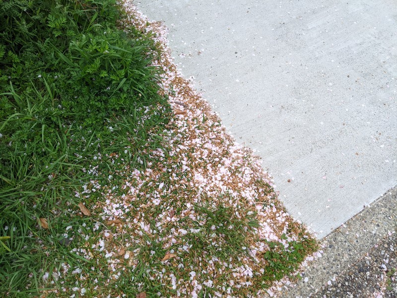 f:id:matypoyo:20210404131028j:plain