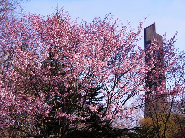 f:id:mikasako176:20220414225407j:plain