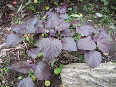 f:id:miyotya:20120621162645j:image f:id:miyotya:20120621162645j:image