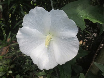 f:id:miyotya:20130713155332j:image f:id:miyotya:20130713155332j:image