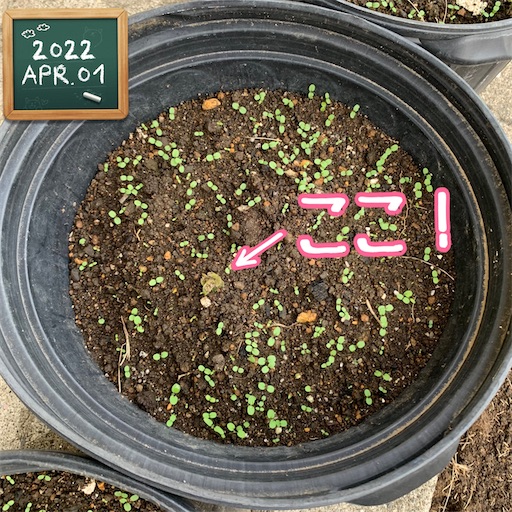 f:id:morinobanana:20220414145753j:image f:id:morinobanana:20220414145753j:image