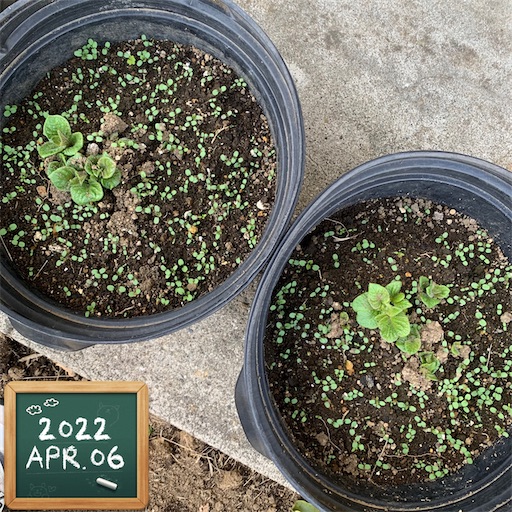 f:id:morinobanana:20220414145939j:image f:id:morinobanana:20220414145939j:image