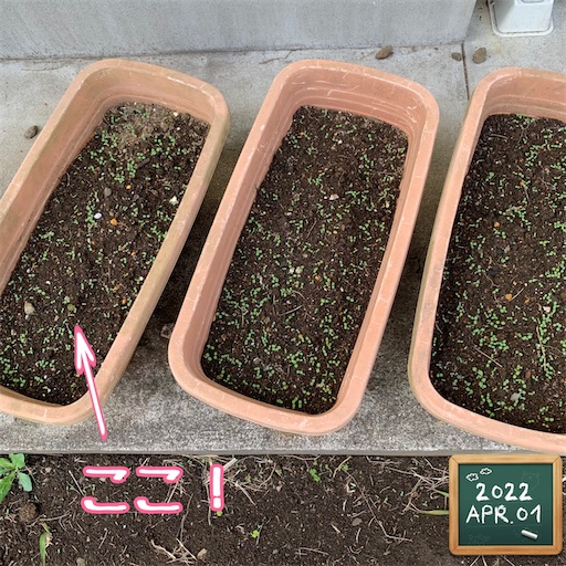 f:id:morinobanana:20220414150454j:image f:id:morinobanana:20220414150454j:image