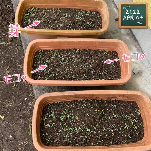 f:id:morinobanana:20220414150608j:image f:id:morinobanana:20220414150608j:image