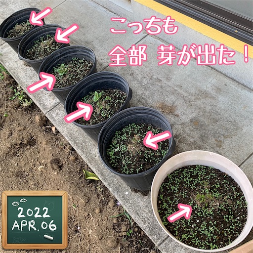 f:id:morinobanana:20220414150843j:image f:id:morinobanana:20220414150843j:image