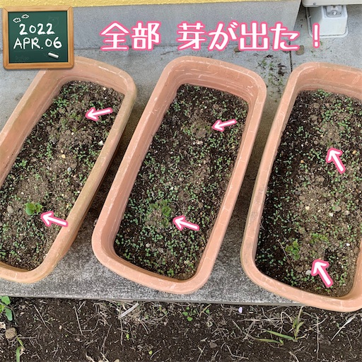 f:id:morinobanana:20220414150845j:image f:id:morinobanana:20220414150845j:image