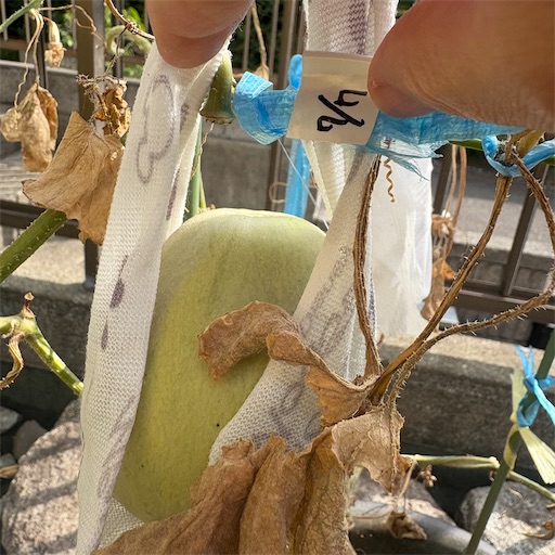 f:id:morinobanana:20251031152323j:image f:id:morinobanana:20251031152323j:image