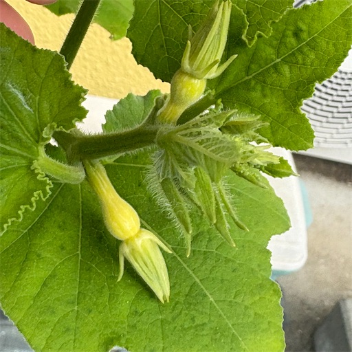 f:id:morinobanana:20251109144241j:image f:id:morinobanana:20251109144241j:image