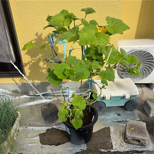 f:id:morinobanana:20251109144244j:image f:id:morinobanana:20251109144244j:image