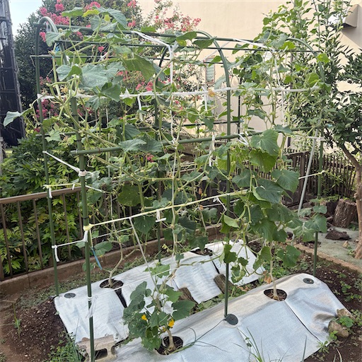 f:id:morinobanana:20251111223707j:image f:id:morinobanana:20251111223707j:image