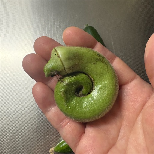 f:id:morinobanana:20251120101804j:image f:id:morinobanana:20251120101804j:image