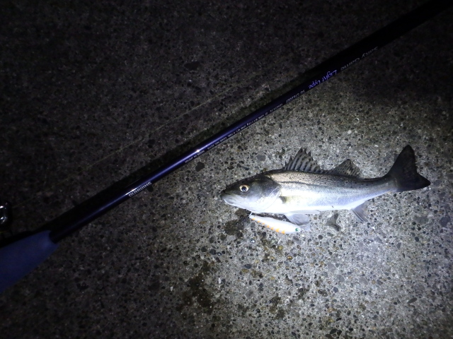 f:id:mu_weblog:20200102234220j:plain f:id:mu_weblog:20200102234220j:plain