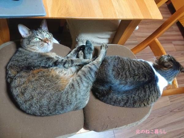 北のねこ暮らし