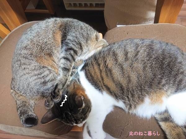 北のねこ暮らし