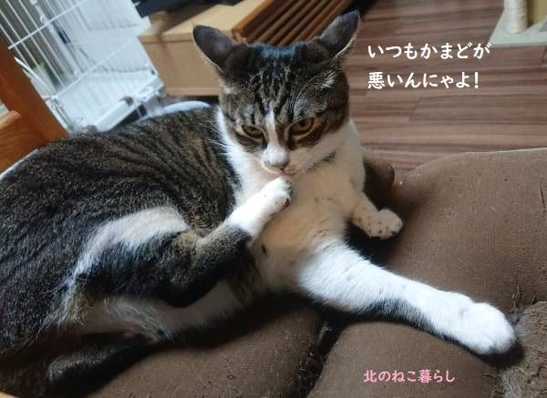 北のねこ暮らし