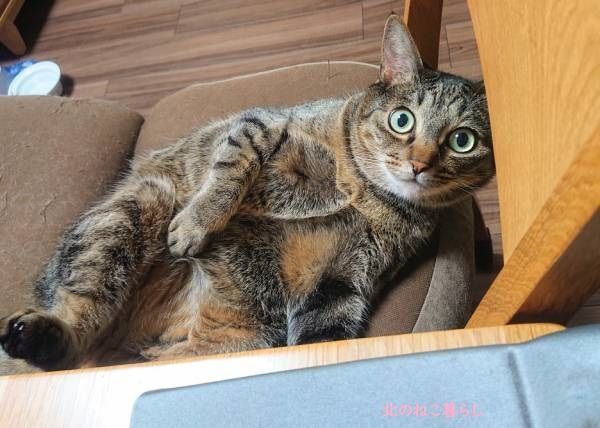 北のねこ暮らし