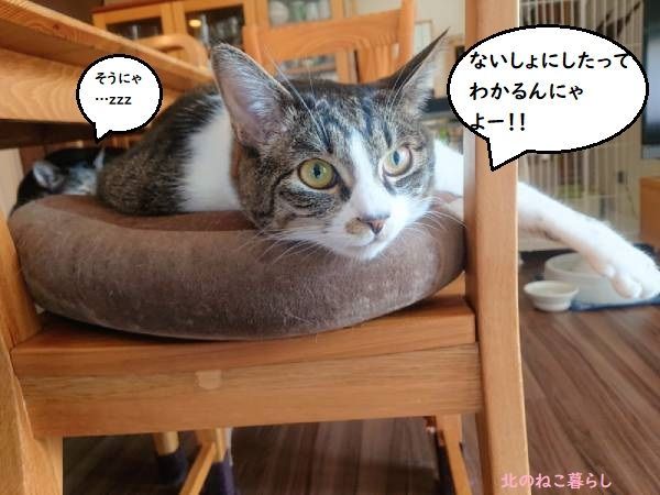 北のねこ暮らし