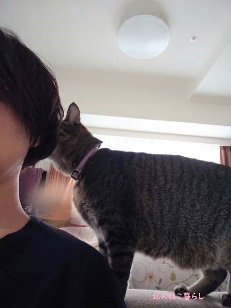 北のねこ暮らし