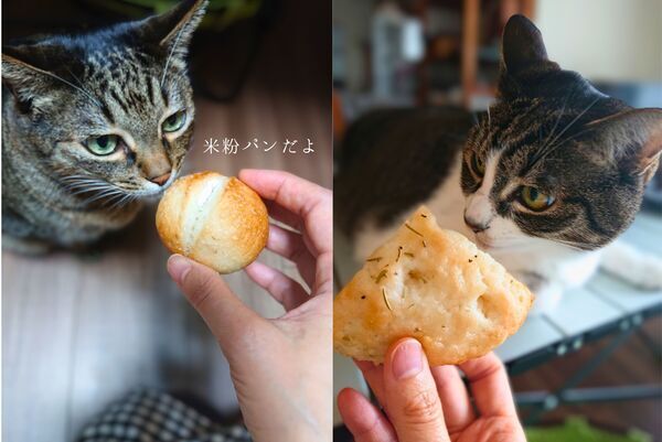 米粉パンと猫
